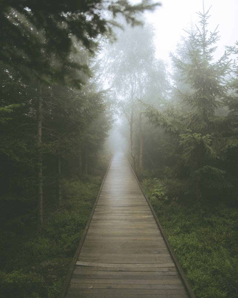 a wooden walkway in the middle of a forest on a foggy day